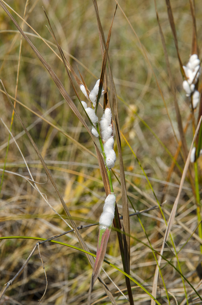 Изображение особи семейство Poaceae.