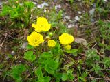 Ranunculus brachylobus