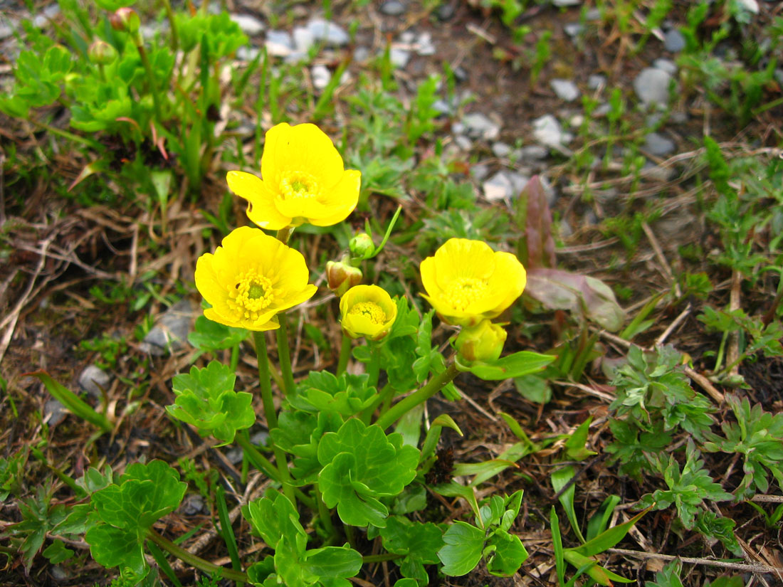 Изображение особи Ranunculus brachylobus.