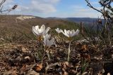 Crocus tauricus