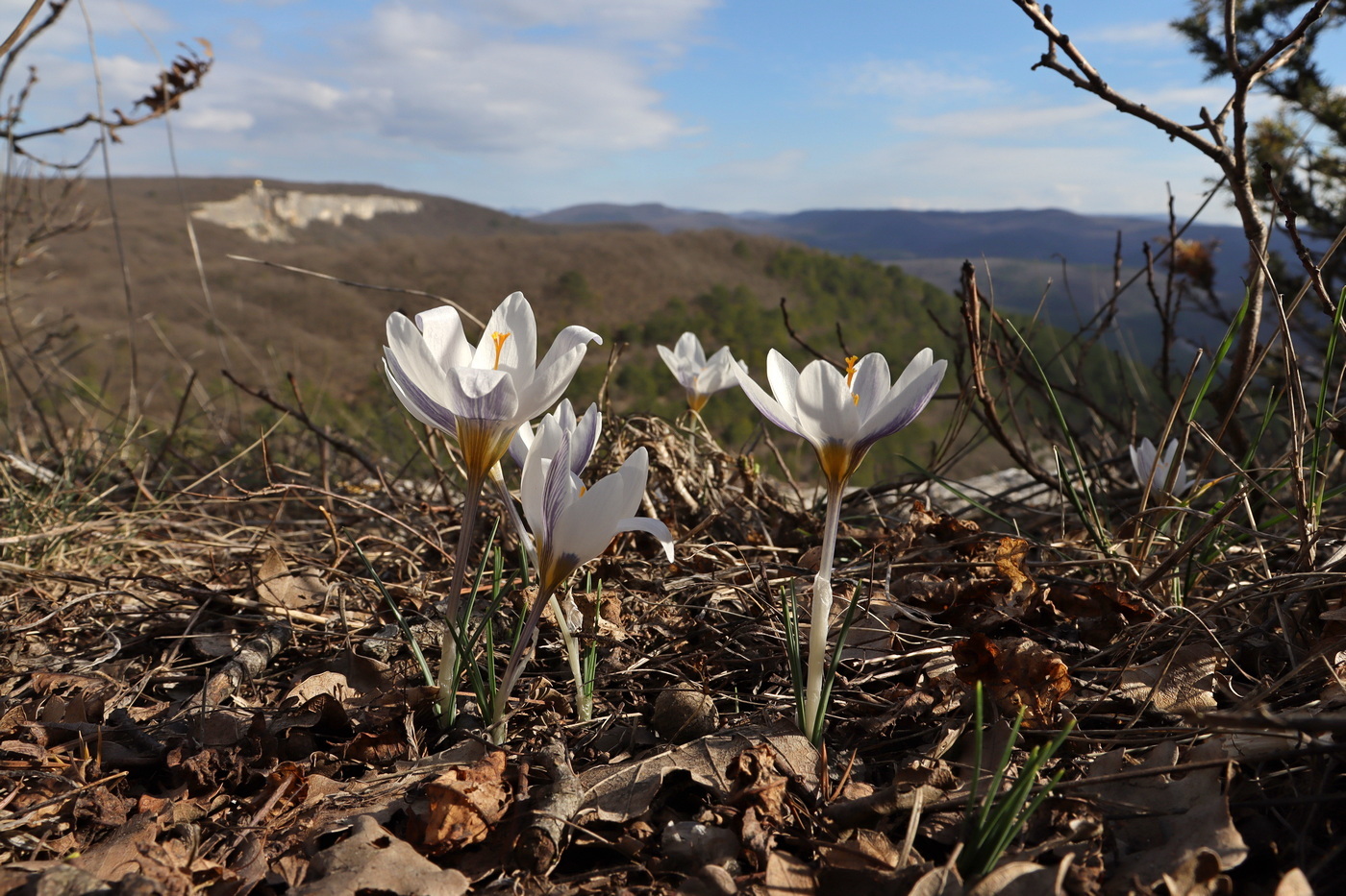 Изображение особи Crocus tauricus.