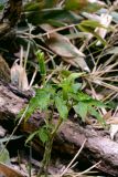 Arisaema japonicum