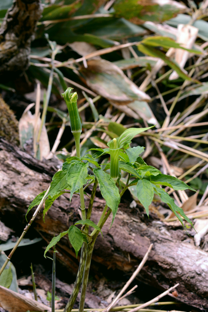 Image of Arisaema japonicum specimen.