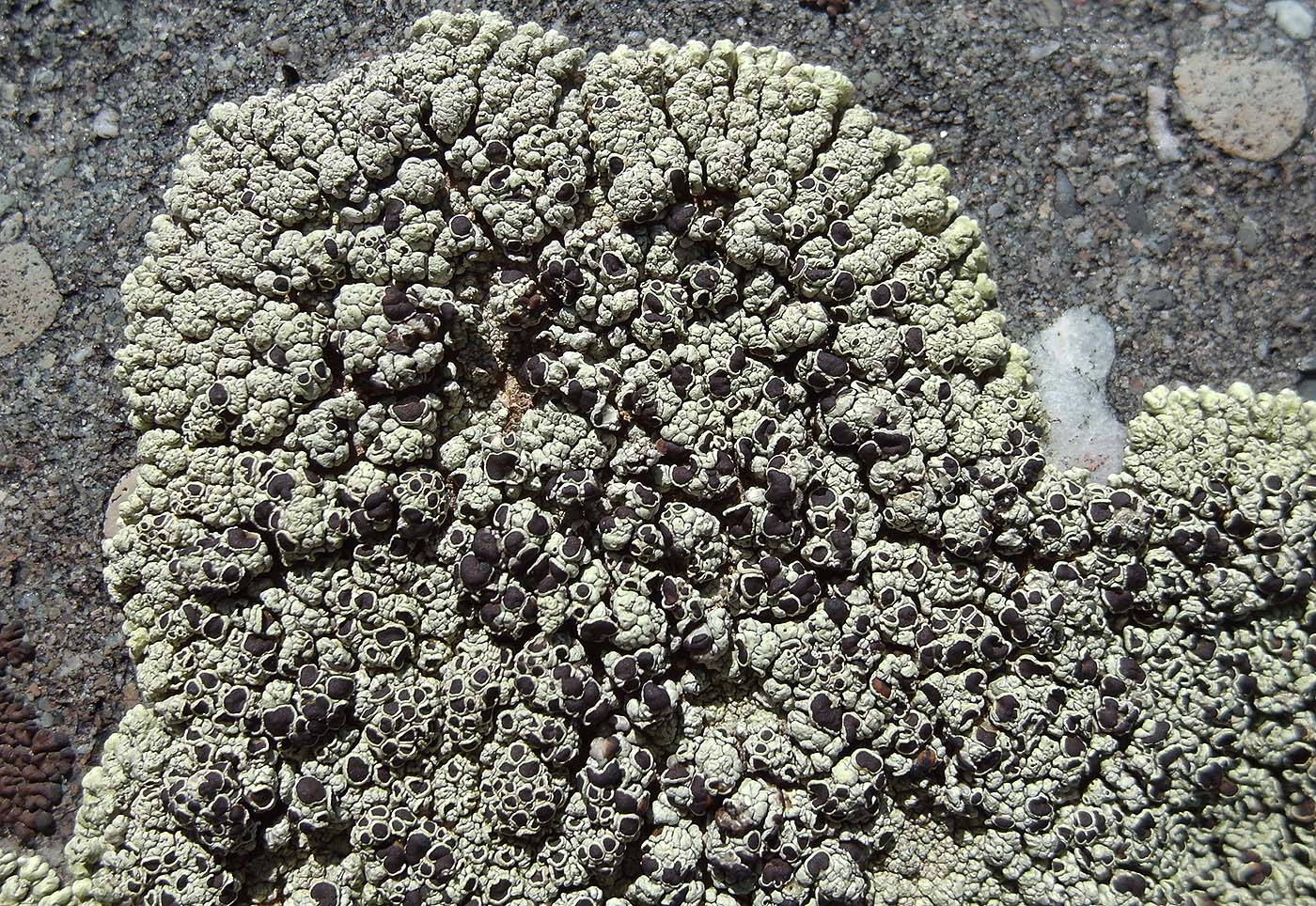 Изображение особи Lecanora argopholis.