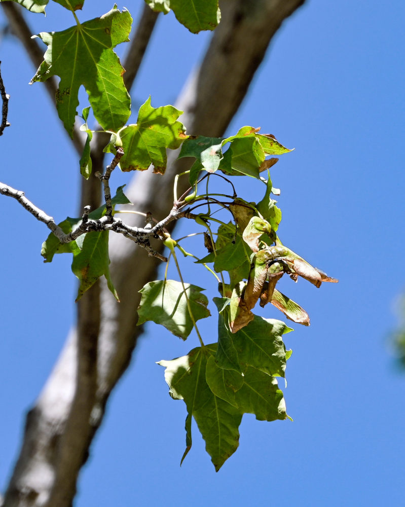 Image of genus Acer specimen.