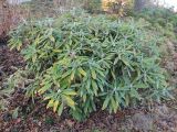 genus Rhododendron. Вегетирующее растение. Краснодар, парк \"Краснодар\", Японский сад, в культуре. 21.03.2024.