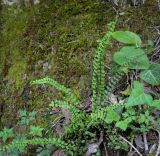 Asplenium trichomanes