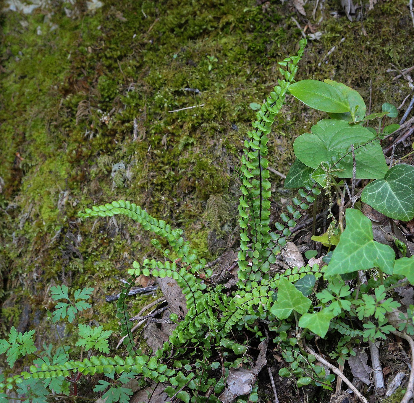 Image of Asplenium trichomanes specimen.