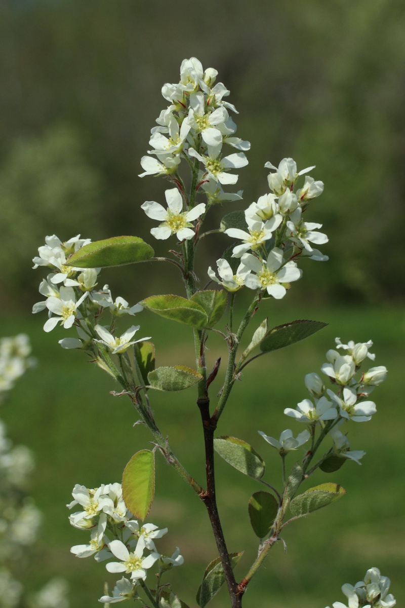 Изображение особи Amelanchier spicata.