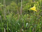 Hemerocallis minor. Верхушка цветущего растения. Приморский край, Октябрьский р-н, окр. с. Константиновка, среднее течение р. Орлиха, южный склон, заросли Armeniaca sibirica. 24.05.2024.