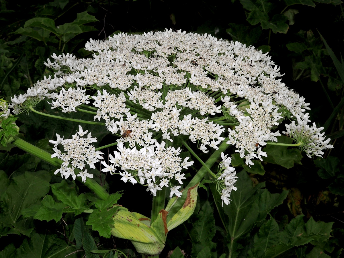 Изображение особи Heracleum sosnowskyi.