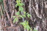 Acer negundo