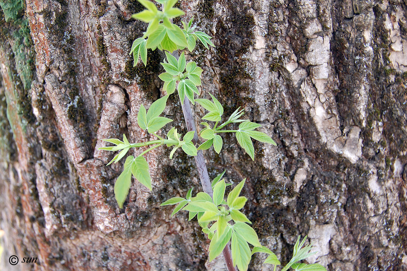 Image of Acer negundo specimen.