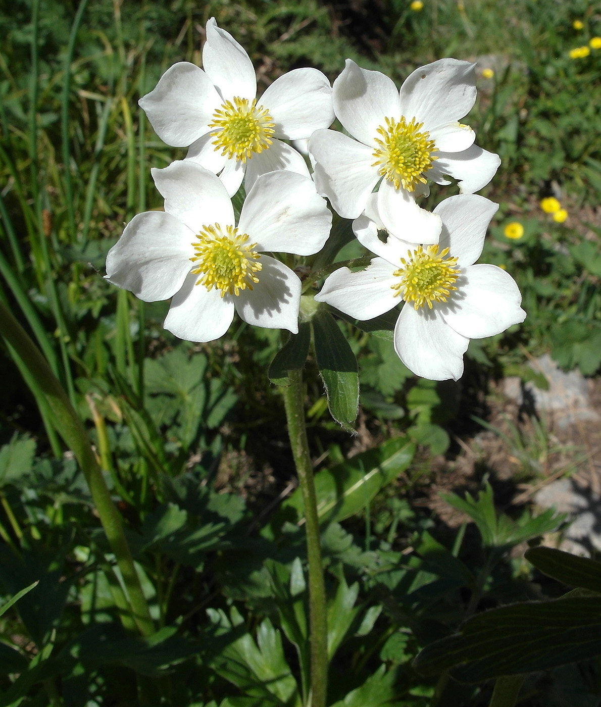 Image of Anemonastrum protractum specimen.