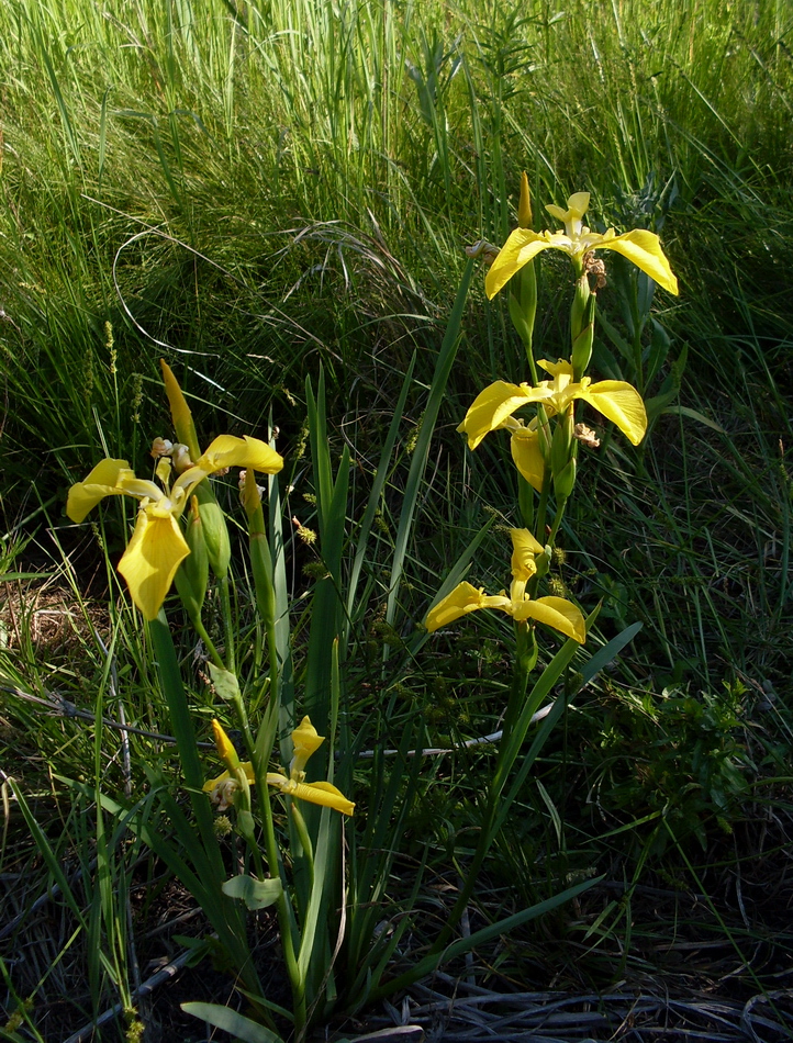 Изображение особи Iris pseudacorus.