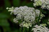 Selinum carvifolia