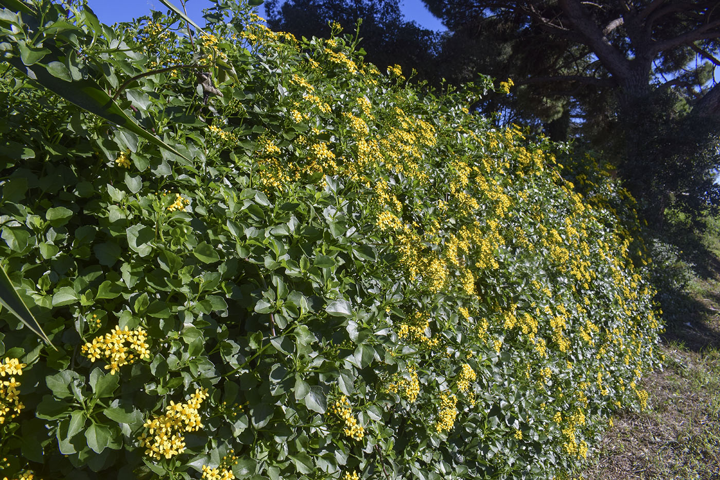 Изображение особи Senecio angulatus.