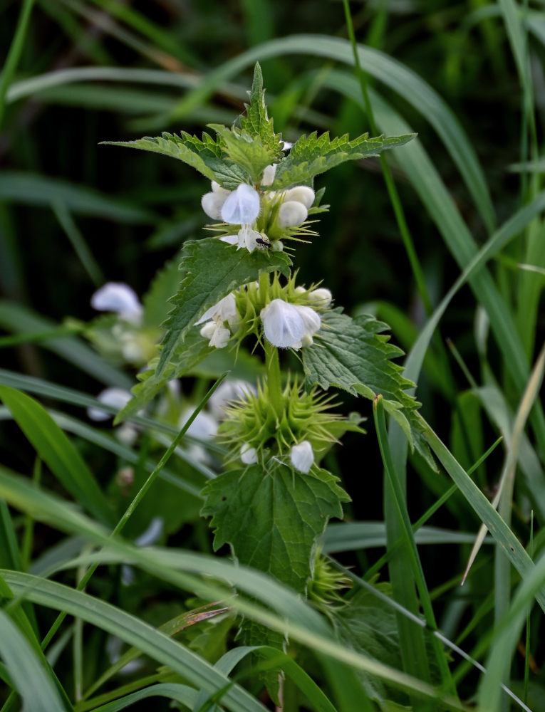 Image of Lamium album specimen.