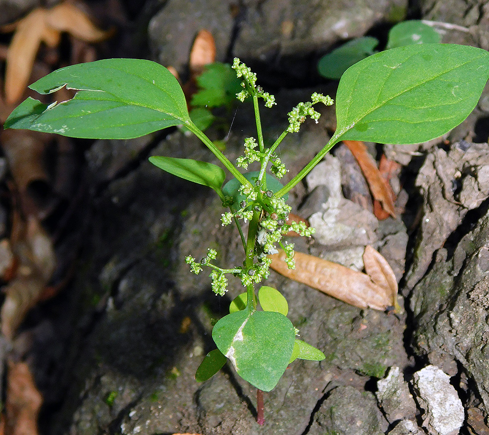 Изображение особи Lipandra polysperma.