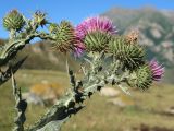 Onopordum acanthium