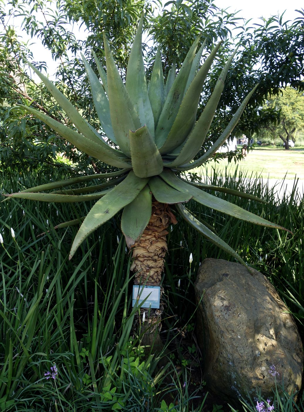 Изображение особи Aloe candelabrum.