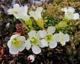 Diapensia lapponica