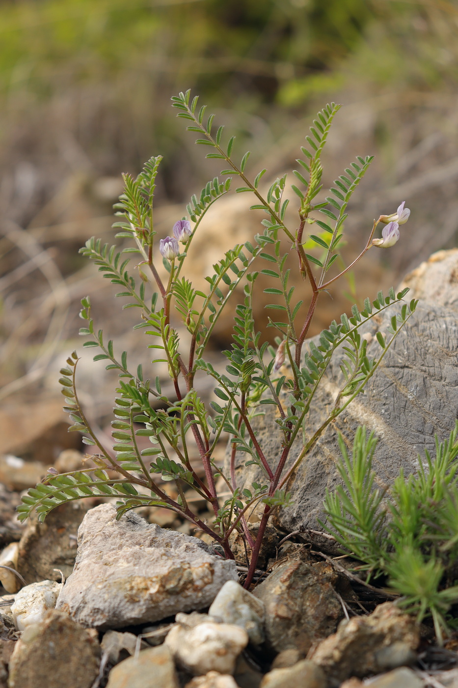 Image of Vicia ervilia specimen.