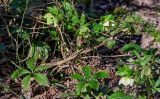 Helleborus caucasicus