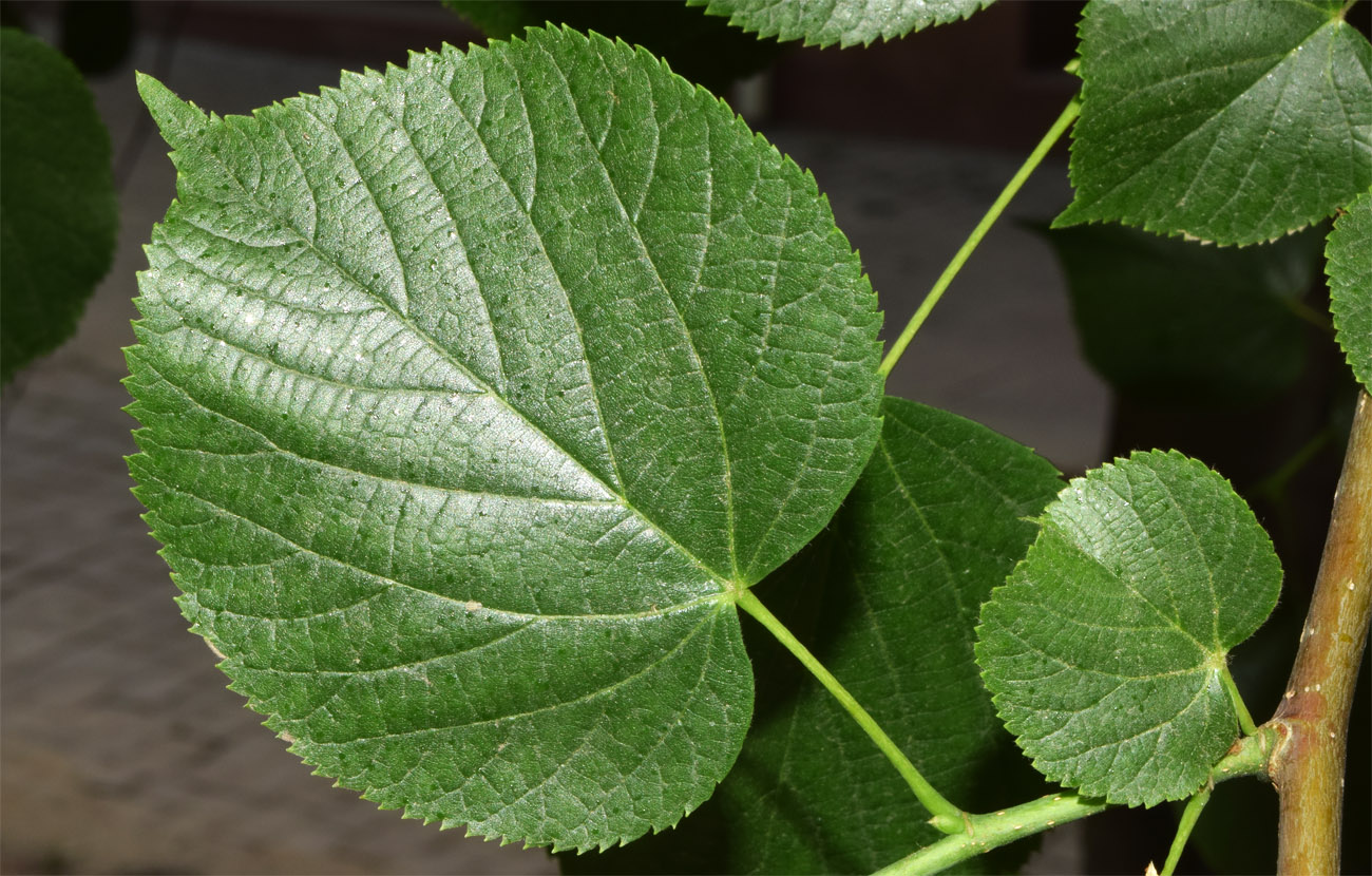 Image of Tilia platyphyllos specimen.