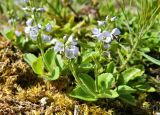 Veronica officinalis. Цветущее растение. Республика Карелия, Питкярантский р-н, берег р. Сюськюянйоки, задернованное скальное основание. Начало июля.
