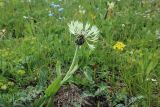 Centaurea cheiranthifolia