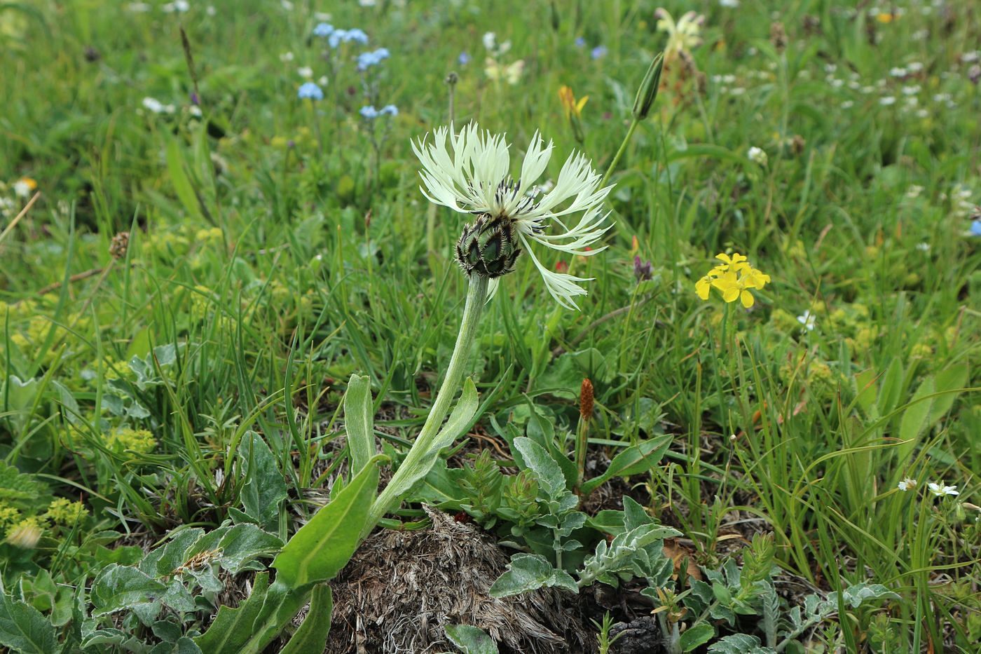 Image of Centaurea cheiranthifolia specimen.