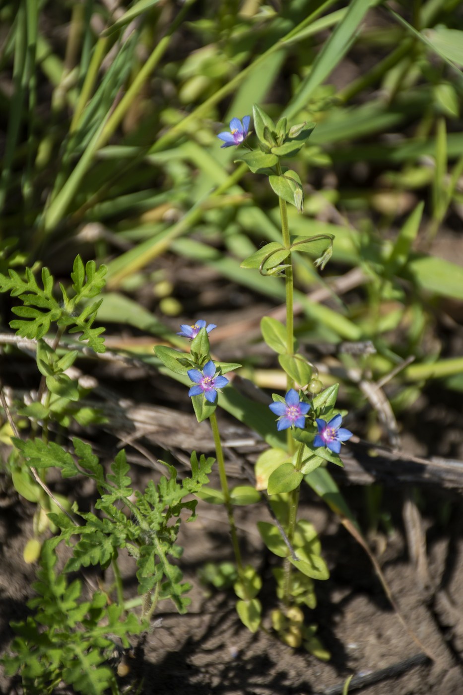 Image of Anagallis foemina specimen.