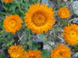 Erigeron aurantiacus