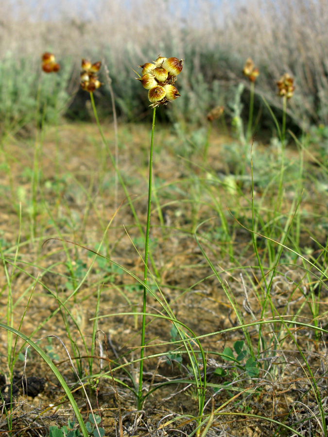 Image of Carex physodes specimen.