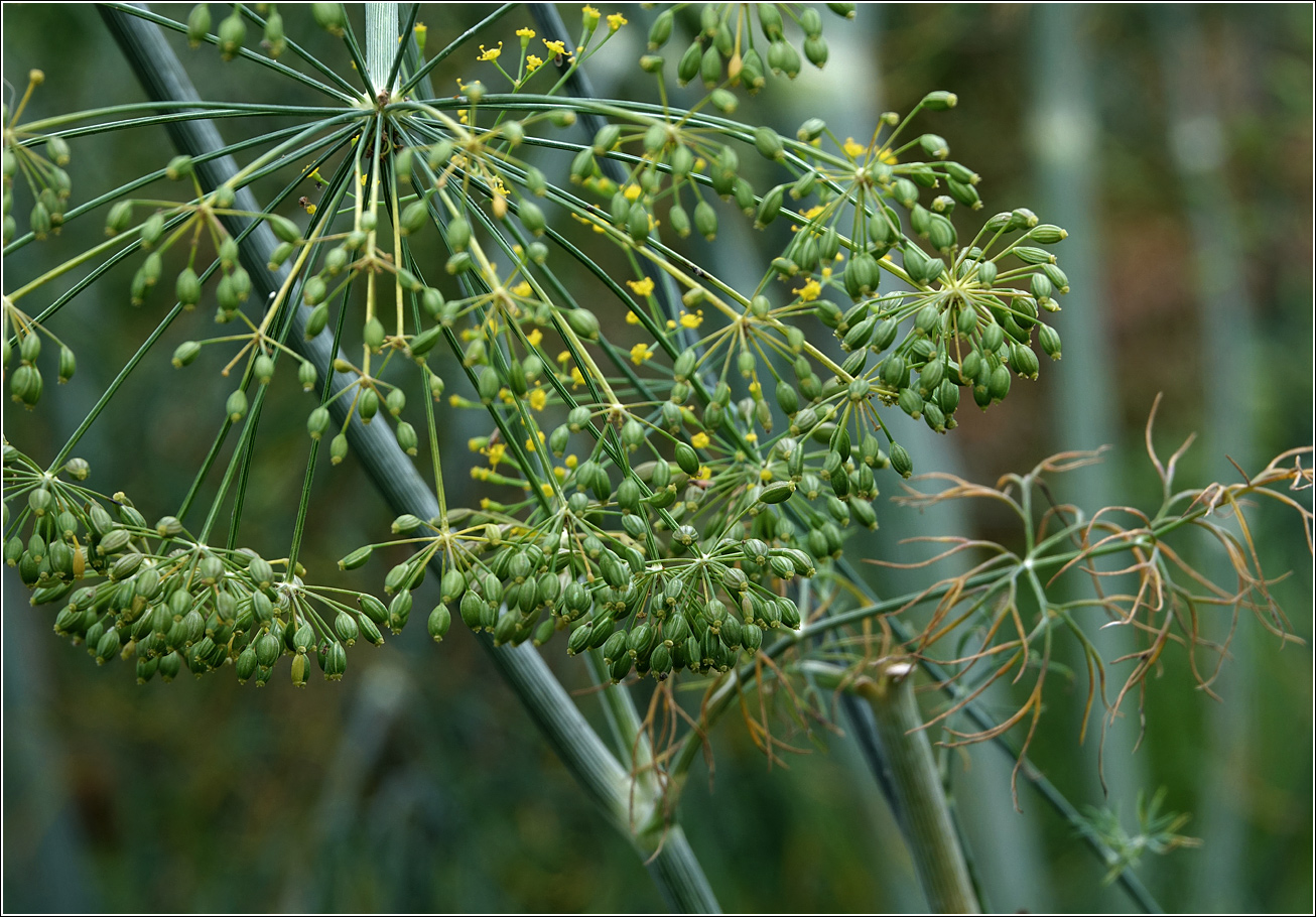 Image of Anethum graveolens specimen.