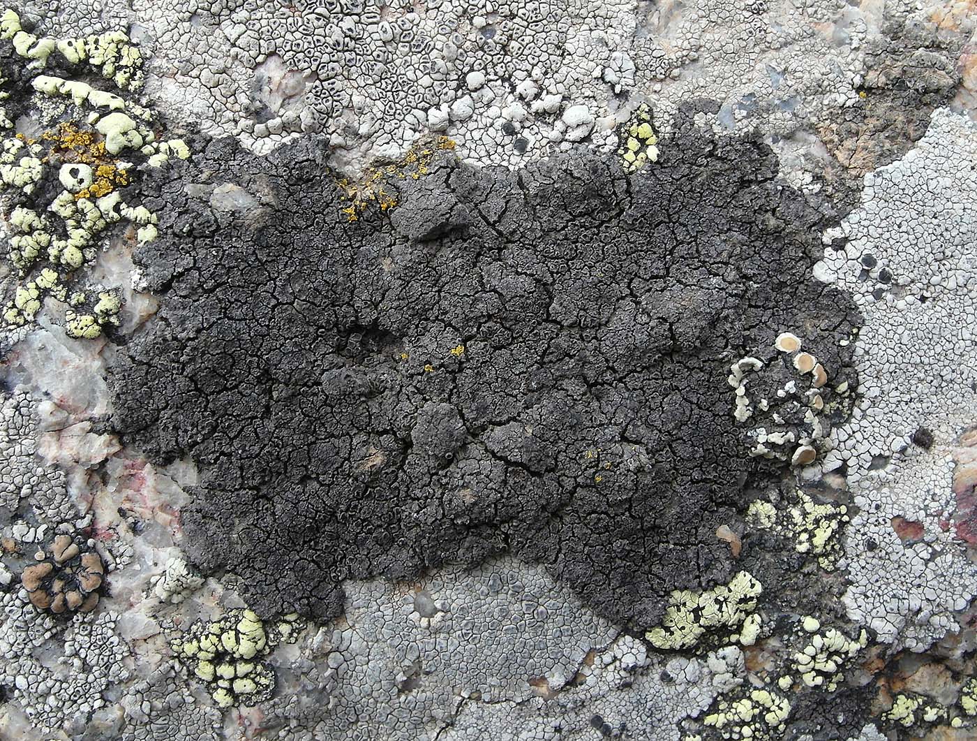 Изображение особи Schaereria fuscocinerea.