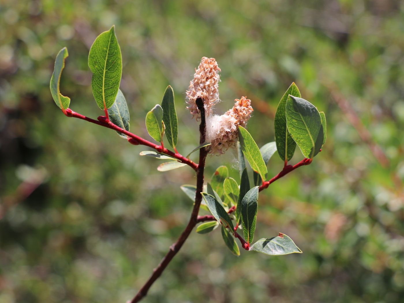 Изображение особи Salix caesia.