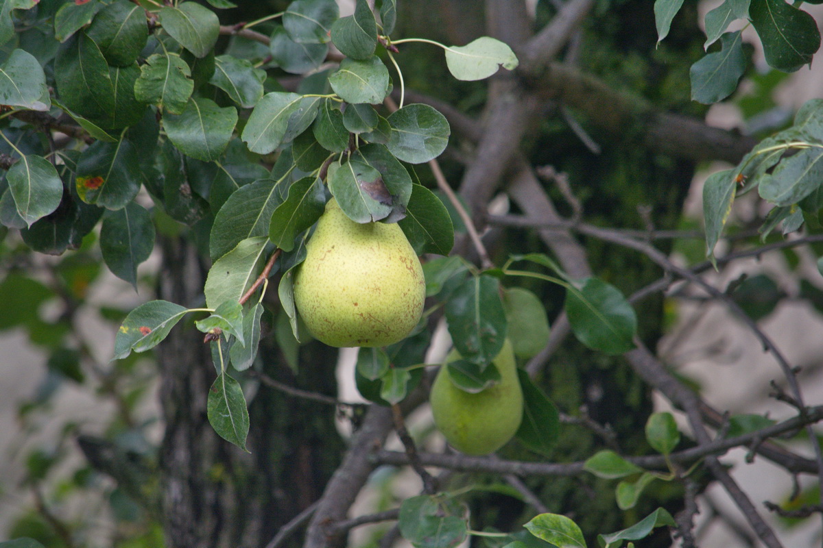 Изображение особи Pyrus communis.