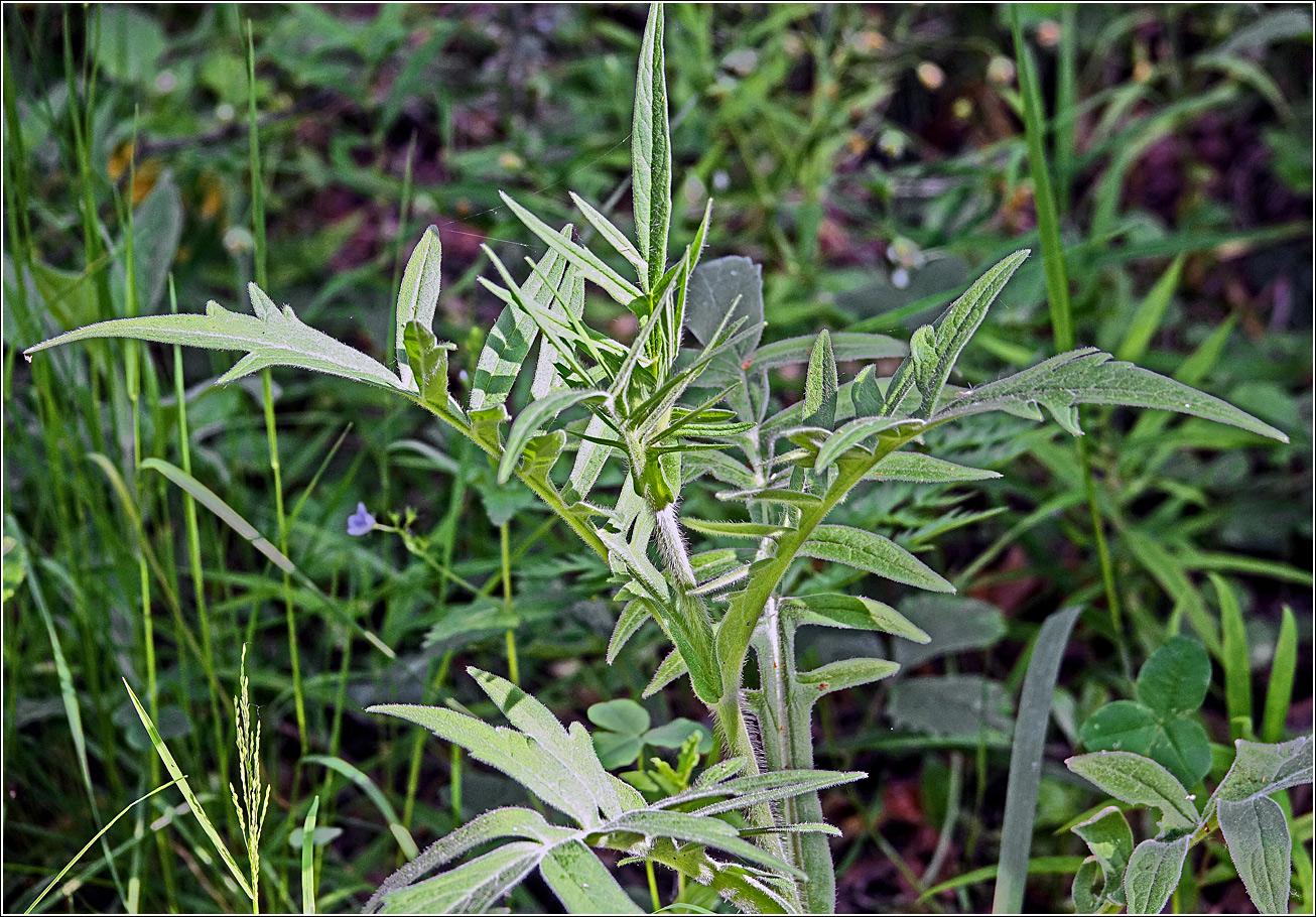 Изображение особи Knautia arvensis.