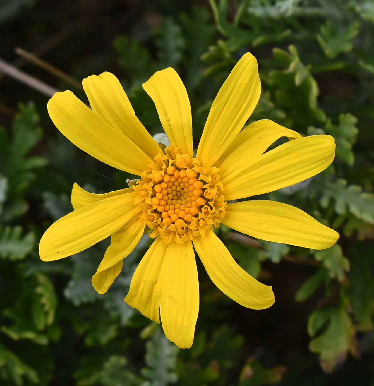 Изображение особи Euryops pectinatus.