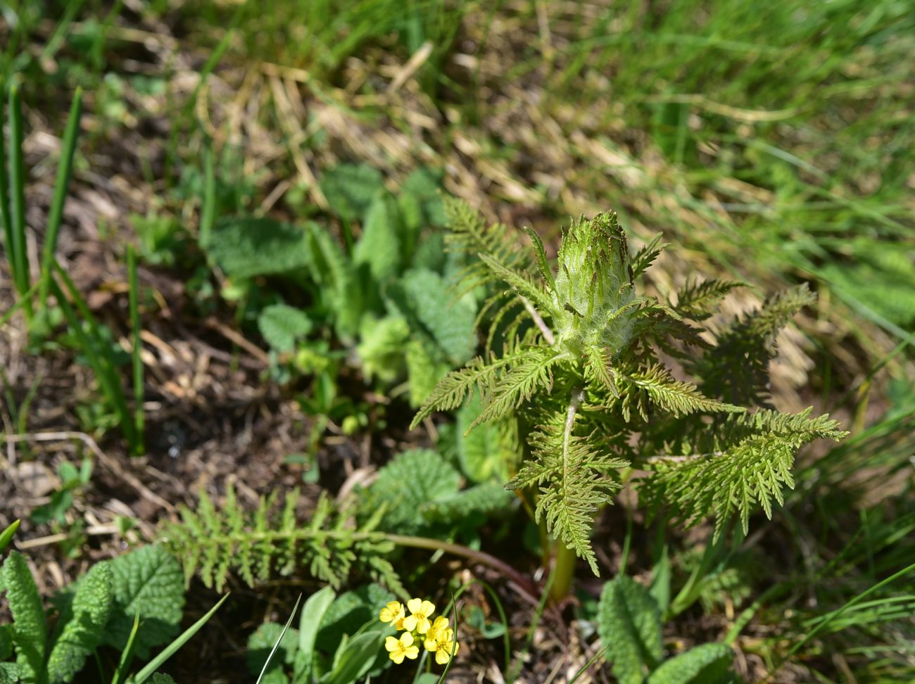 Изображение особи Pedicularis condensata.