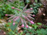 Saponaria glutinosa