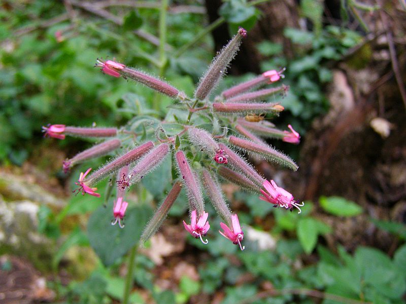 Image of Saponaria glutinosa specimen.