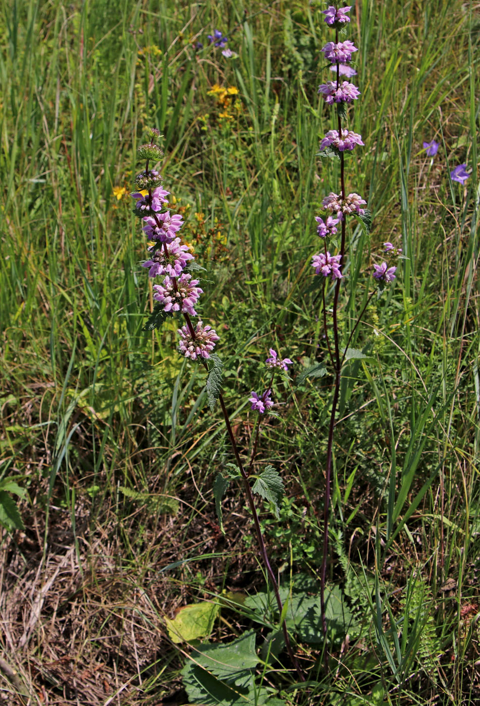Image of Phlomoides tuberosa specimen.