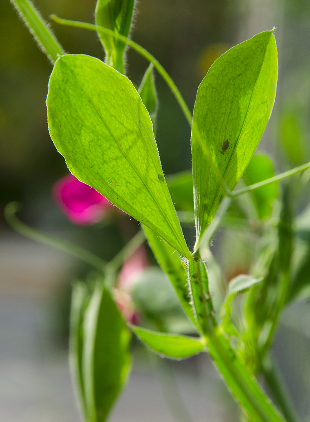 Изображение особи Lathyrus odoratus.