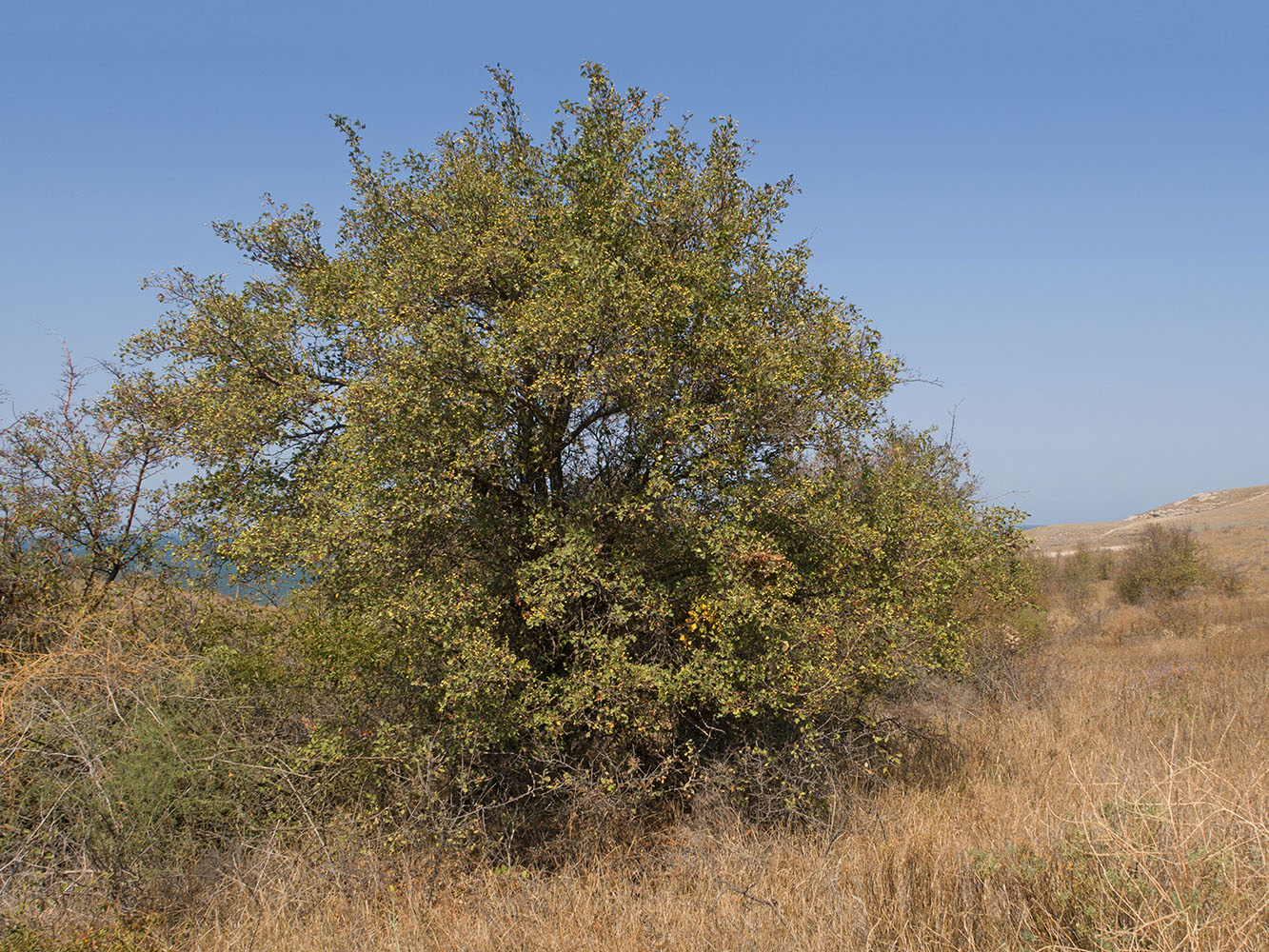 Изображение особи Crataegus taurica.