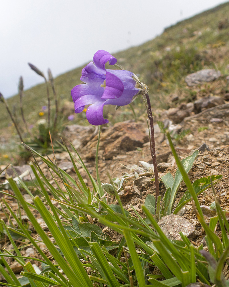 Image of Campanula ciliata specimen.