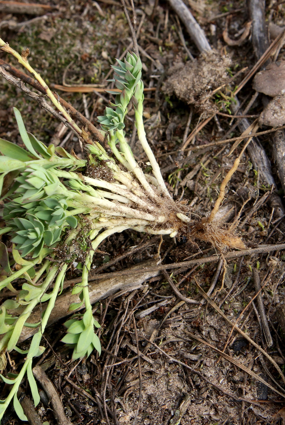 Image of Linaria genistifolia specimen.