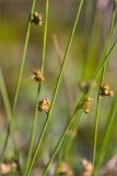 Juncus filiformis. Части побегов с соплодиями. Карелия, восточный берег оз. Топозеро, облесённый край песчаного пляжа у границы с низинным болотом. 30.07.2025.